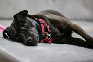 Patterdale Terrier