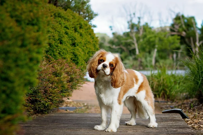 Cavalier King