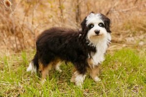 Mini Aussiedoodle: Full-Grown Size, Temperament, Cost, and Care Guide