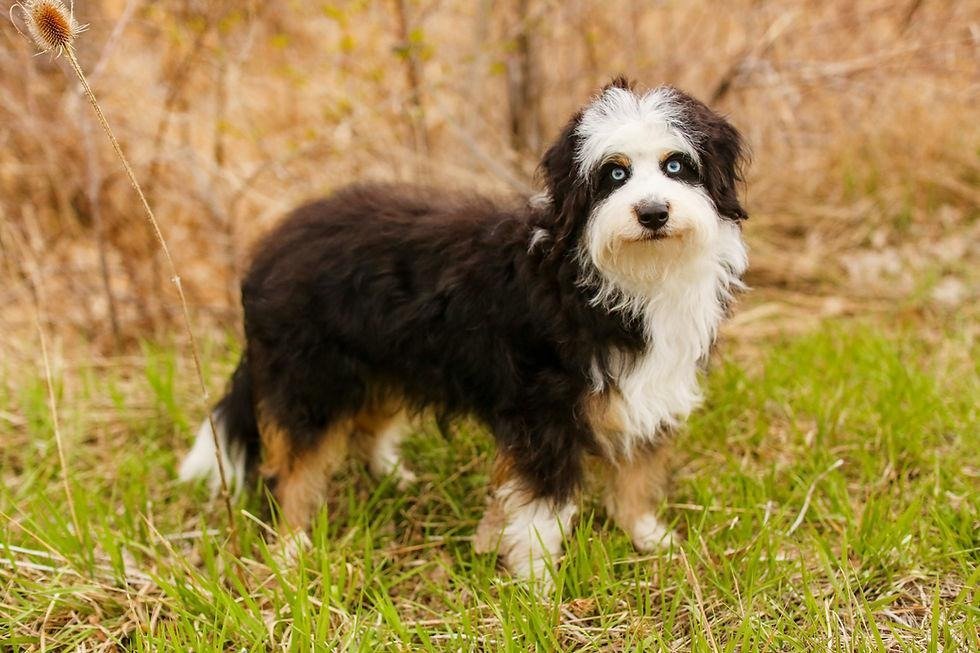 Aussiedoodle